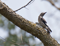 Red headed Woodpecker 0213